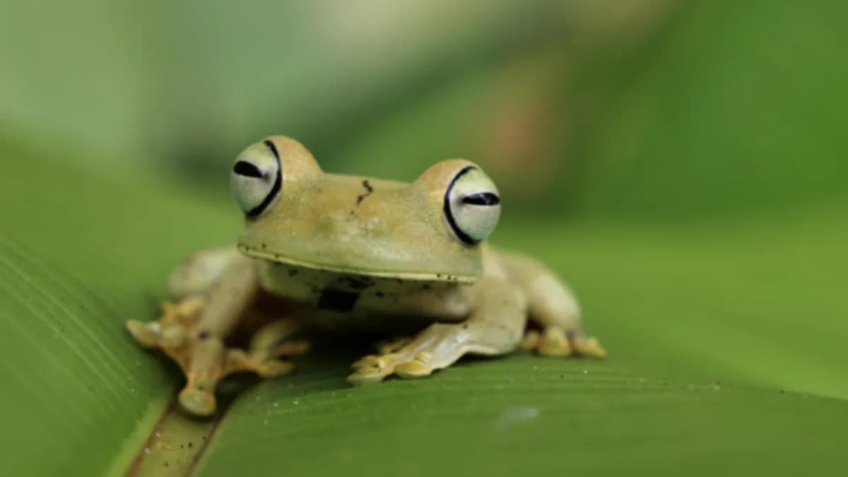 FOX 13 News: Ribbit ribbit! Artificial Intelligence programs used by Heber City police claim officer turned into a frog